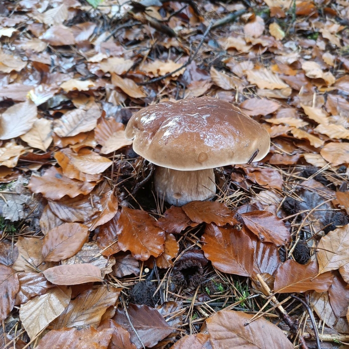 Боровик белый гриб