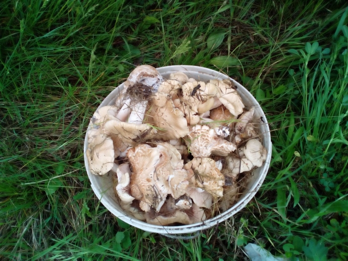 Подтопольник гриб