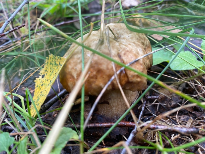 Белые грибы в лесу