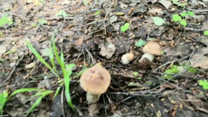 Гриб в лесу