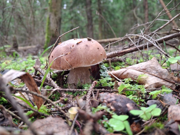 Боровик белый гриб