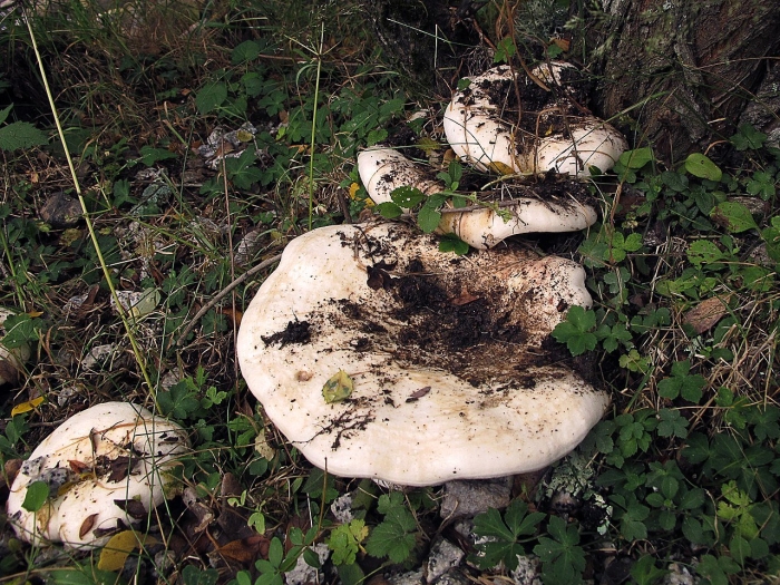 Russula delica (подгруздок белый)