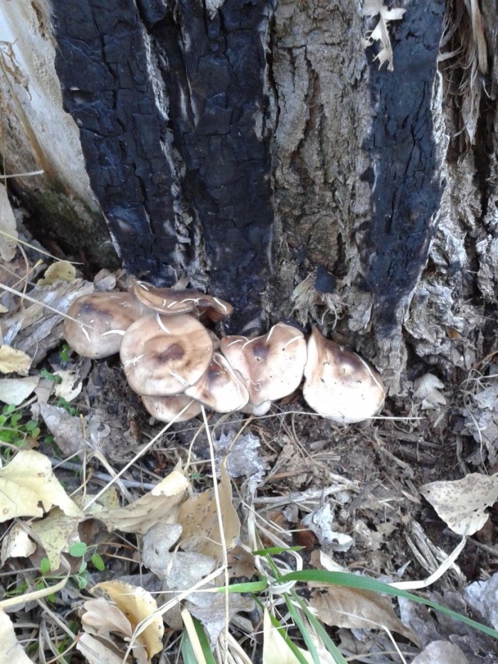 Гриб рядовка съедобный