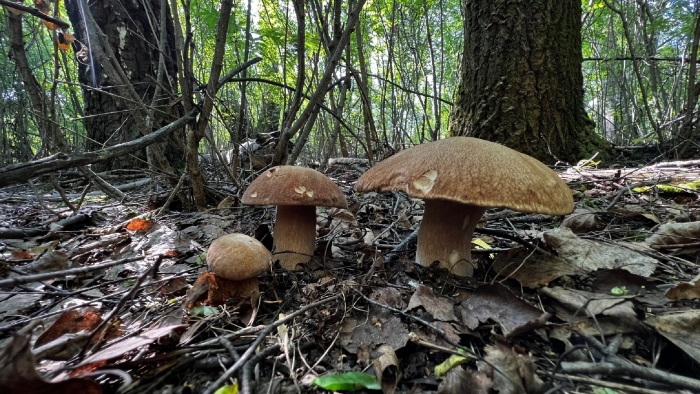 Поляна белых грибов