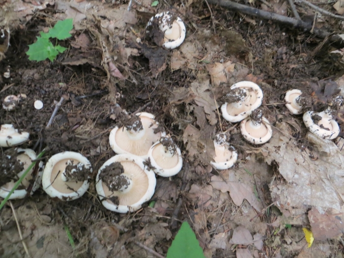 Груздь осиновый тополевый