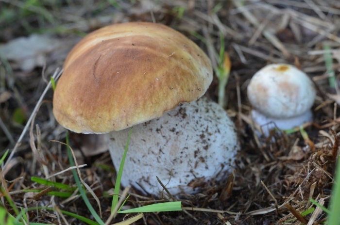 Белый гриб берёзовый boletus betulicola