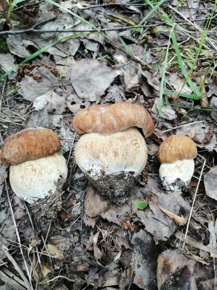 Северный белый гриб