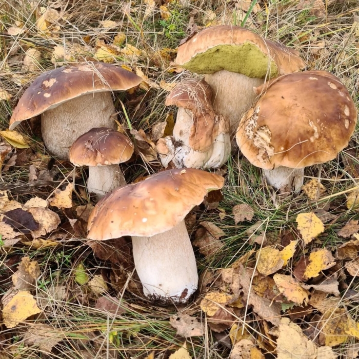 Грибы в тверской области