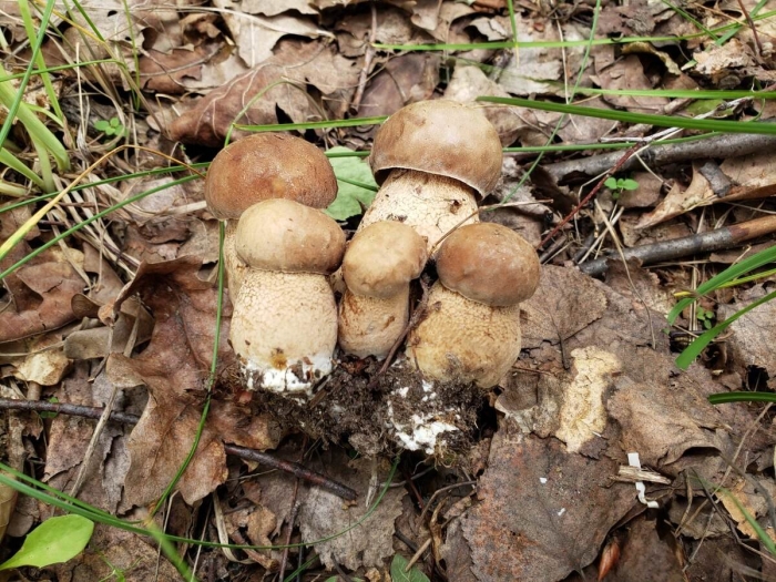 Гриб подберезовик