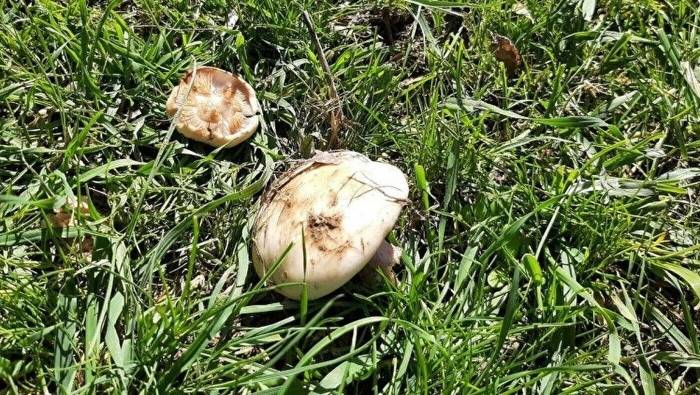 Осиновый груздь lactarius controversus