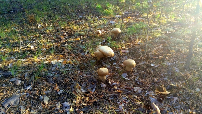 Грибная поляна