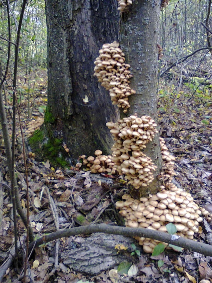 Опята в подмосковье