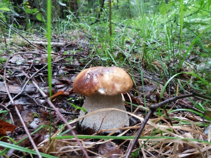 Грибы на тополе