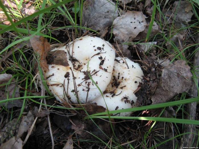 Подгруздок белый