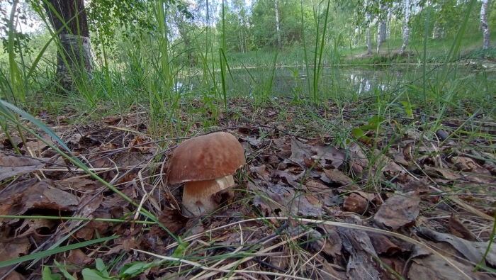 Грибной сезон