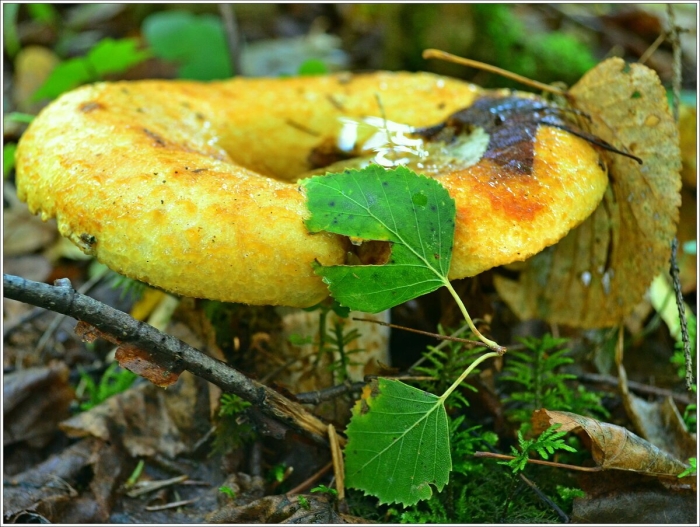 Желтые грузди