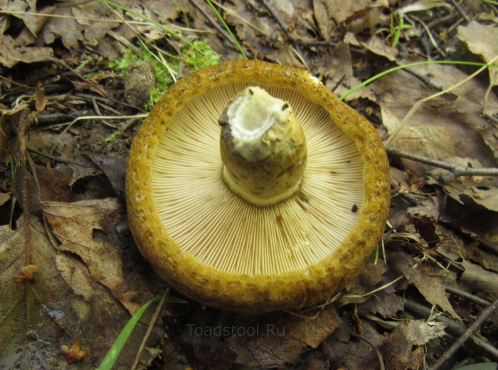 Подъеловик груздь гриб