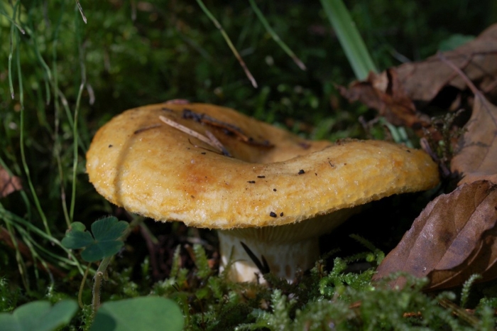 Груздь настоящий гриб