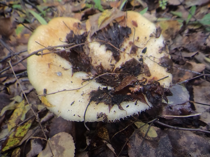 Гриб груздь белый