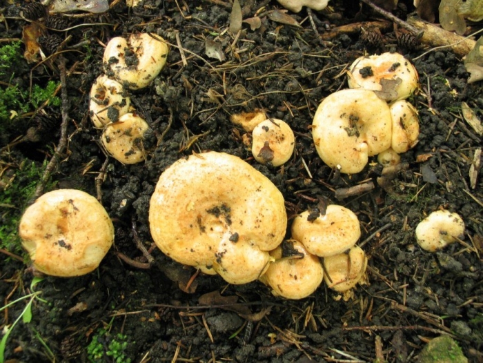 Lactarius aquizonatus