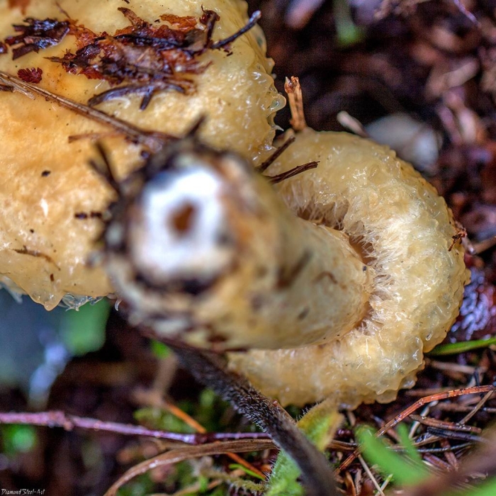 Гриб белый груздь