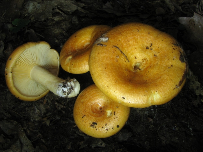 Груздь бахромистый lactarius citriolens