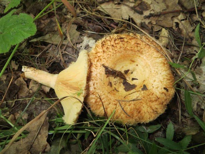 Гриб волнушка съедобный