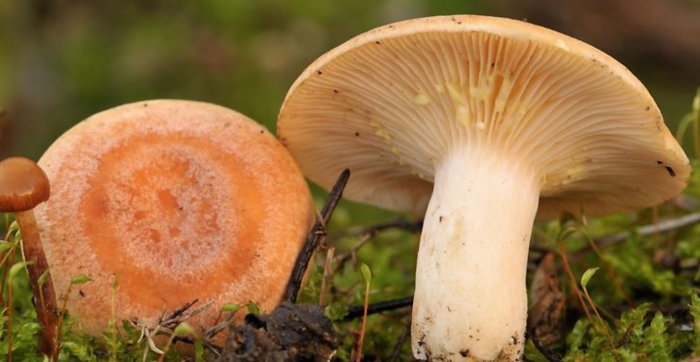 Рыжик сосновый боровой lactarius deliciosus