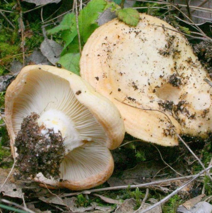 Груздь жёлтый lactarius scrobiculatus