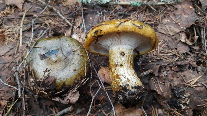 Груздь синеющий