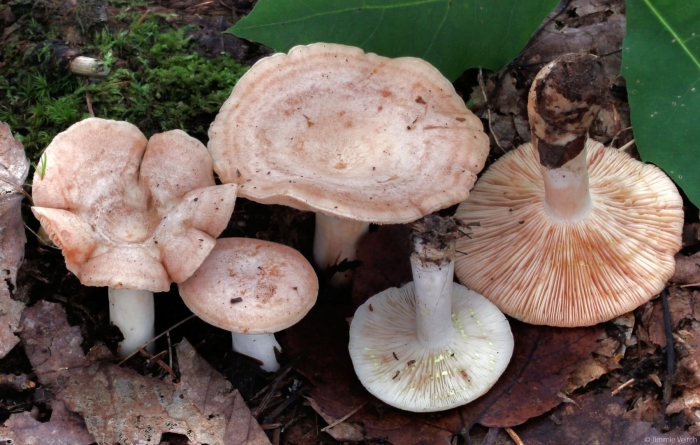 Lactarius repraesentaneus