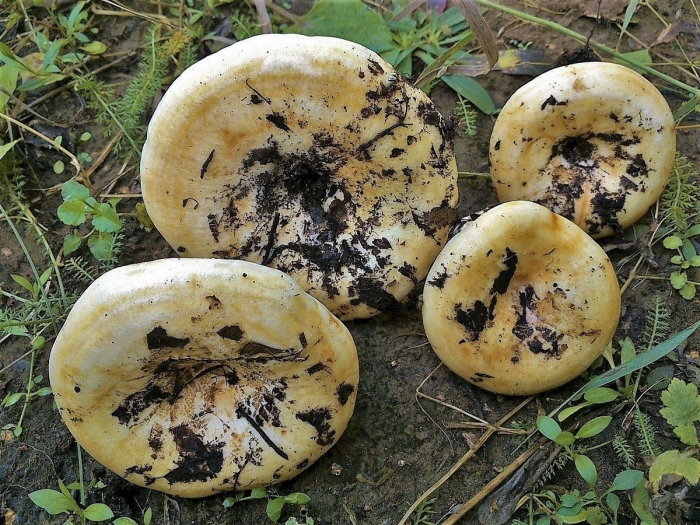 Белый груздь гриб