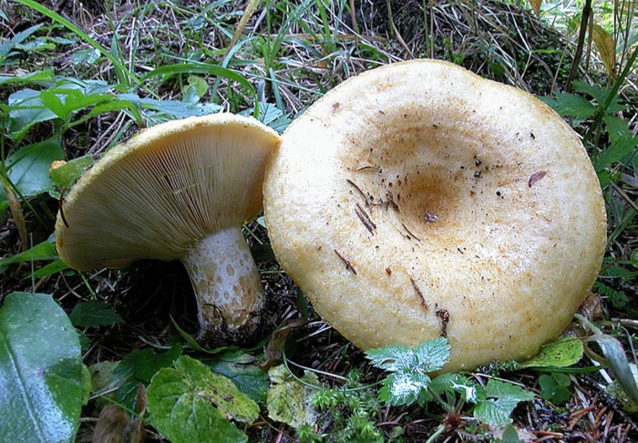 Белый груздь гриб