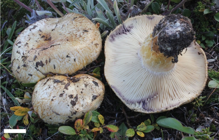 Груздь синеющий (lactárius repraesentáneus)