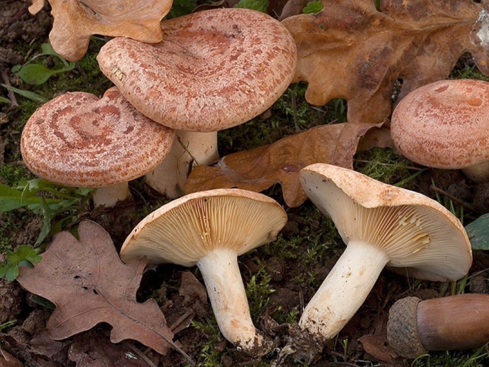 Млечник неедкий гриб