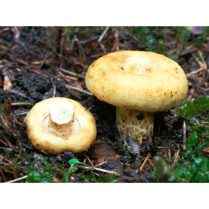 Груздь жёлтый lactarius scrobiculatus