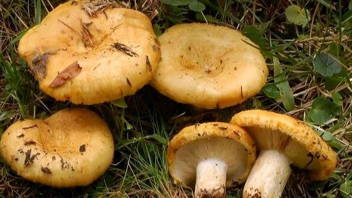 Золотисто желтый груздь