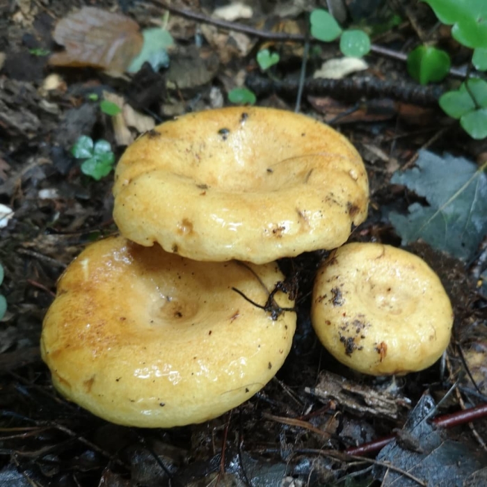 Жёлтый груздь