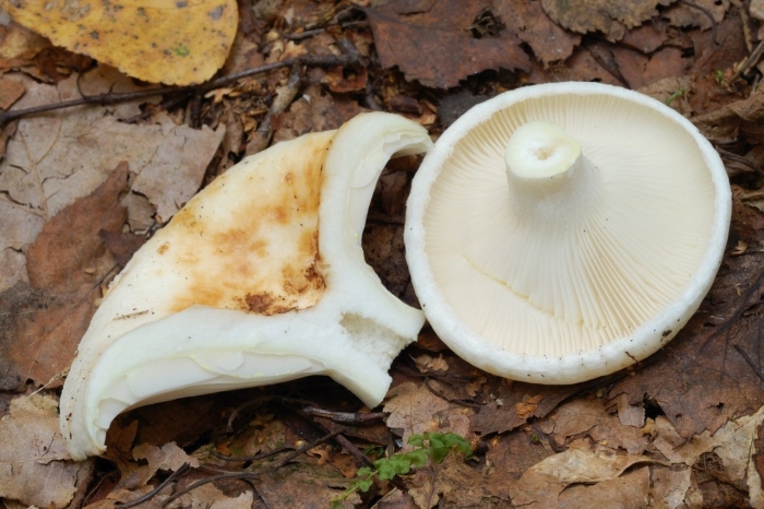 Груздь водозональный