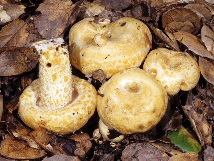 Груздь жёлтый lactarius scrobiculatus