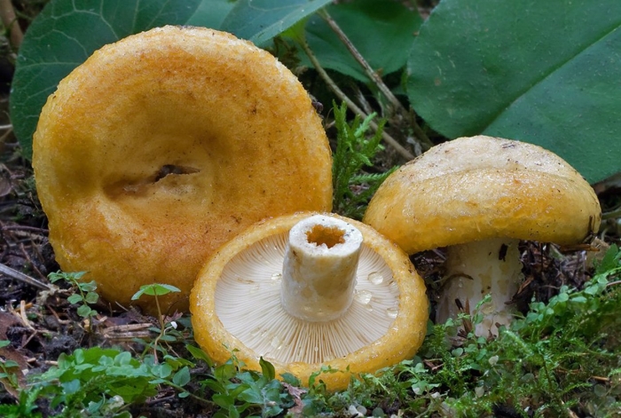 Груздь жёлтый lactarius scrobiculatus