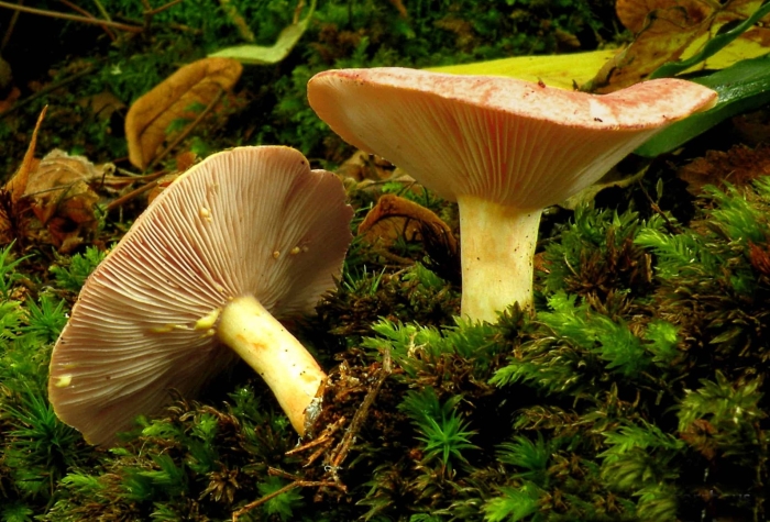 Lactarius chrysorrheus