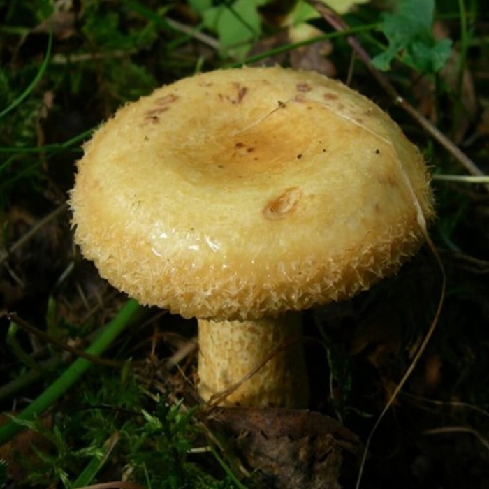 Желтый груздь волнушка