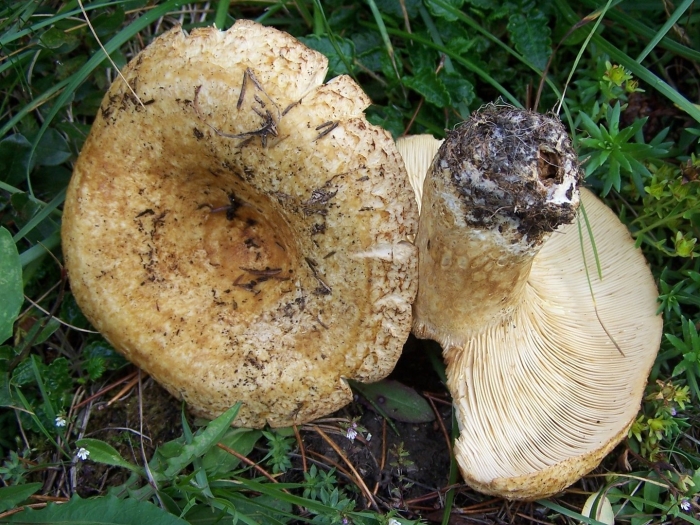 Lactarius aquizonatus