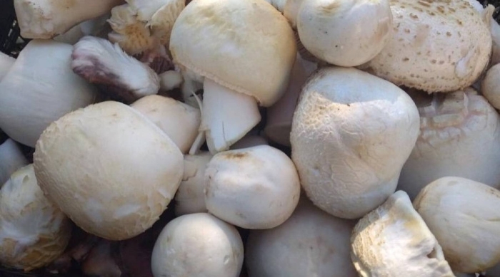 Белый горный гриб крым