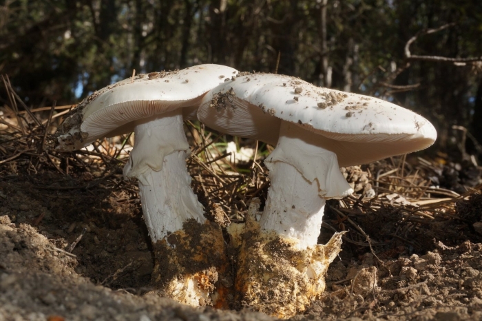 Крымский белый горный гриб