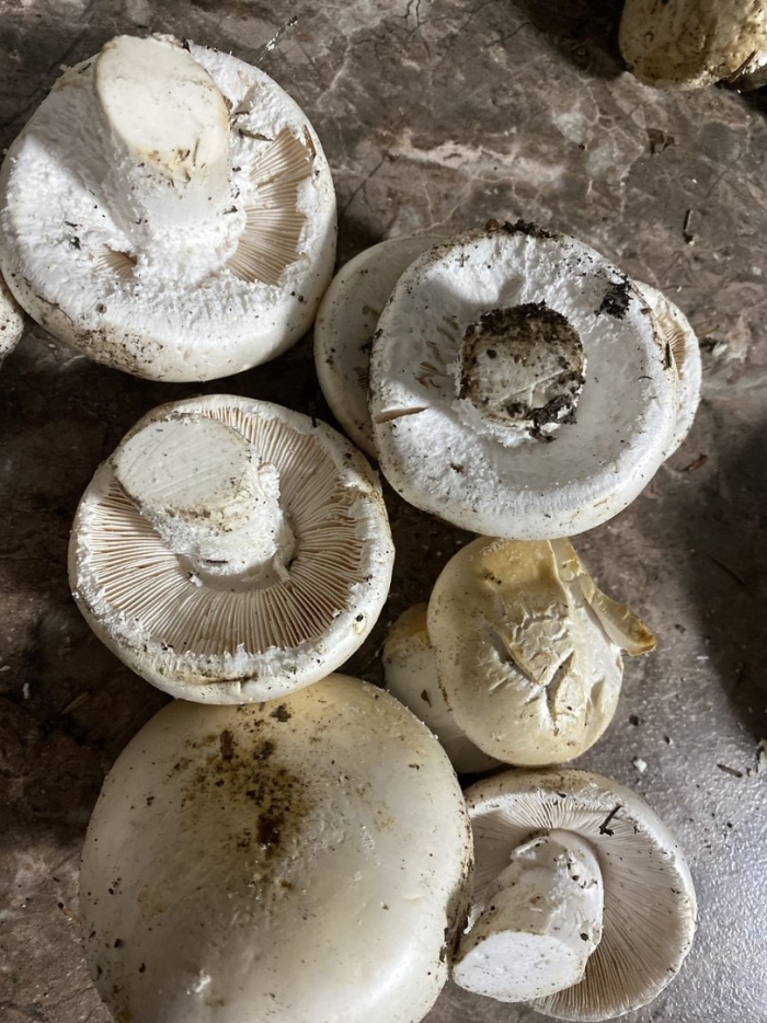 Подгруздок белый сухой груздь