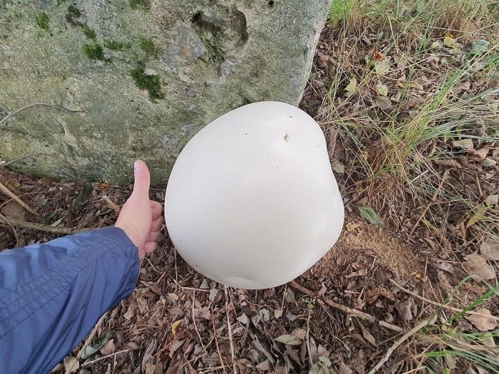 Гриб головач гигантский