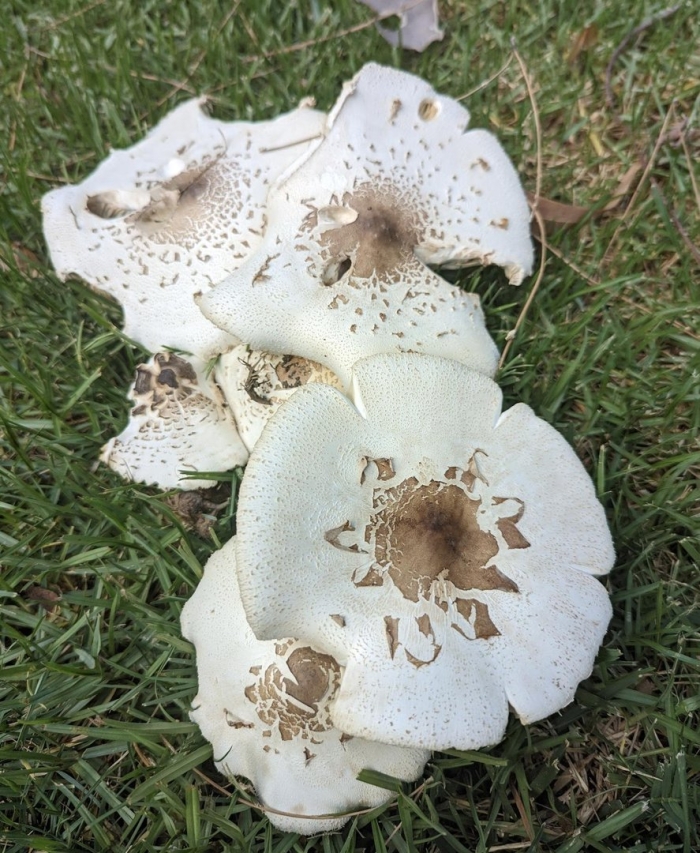 Белый горный гриб