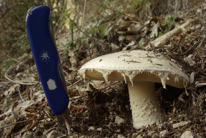 Крымский горный гриб